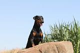 DOBERMANN 588